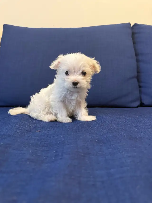 Morkie Puppies in Dogs & Puppies for Rehoming in Ottawa - Image 4