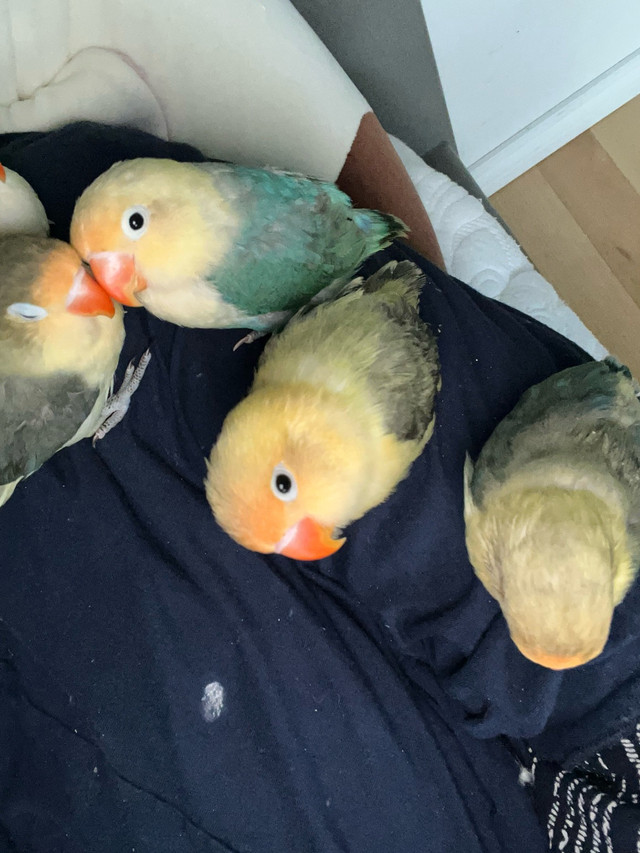 bébé inséparable  dans Oiseaux à adopter  à Laval/Rive Nord - Image 3