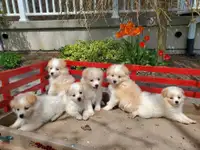  Eskimo/Cockapoo cross puppies