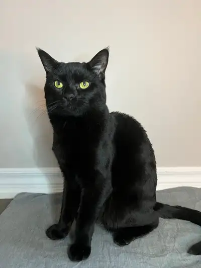 Male Black Cat, View more