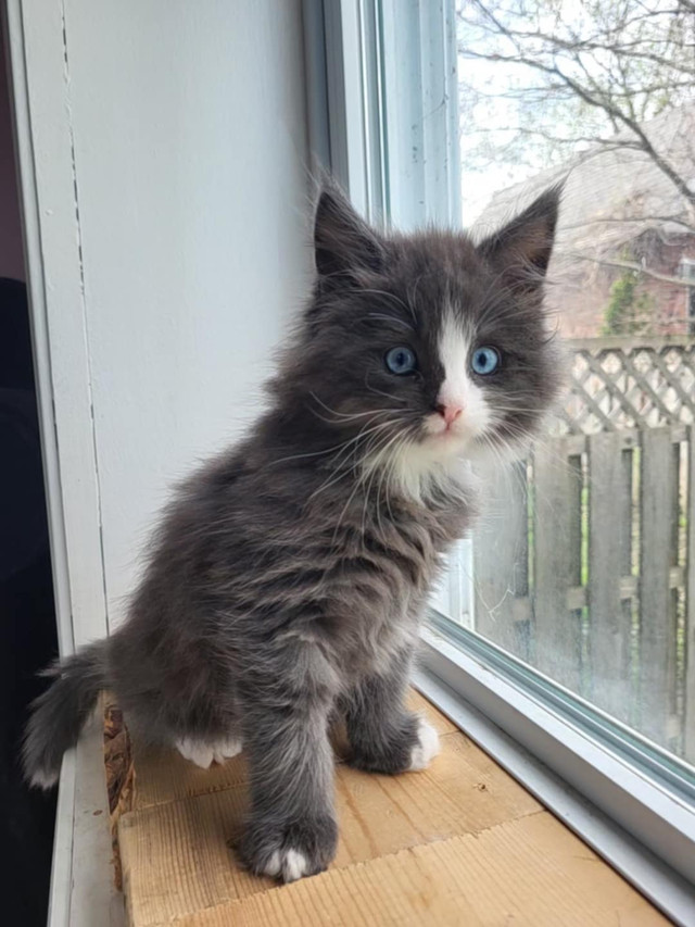 Chaton mainecoon dans Chats et chatons à adopter  à Saint-Jean-sur-Richelieu - Image 2