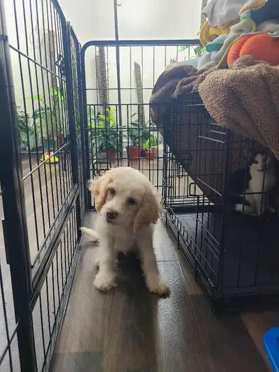 cockapoo puppy for sale with all accessories, View more