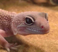 baby leopard gecko Kawartha Lakes Peterborough Area Preview