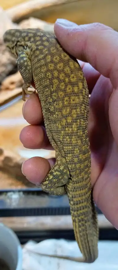 Young male ackie monitor (Trade for dart frogs), View more