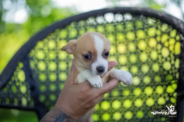 Magnifiques chiots chihuahua in Dogs & Puppies for Rehoming in Trois-Rivières - Image 7