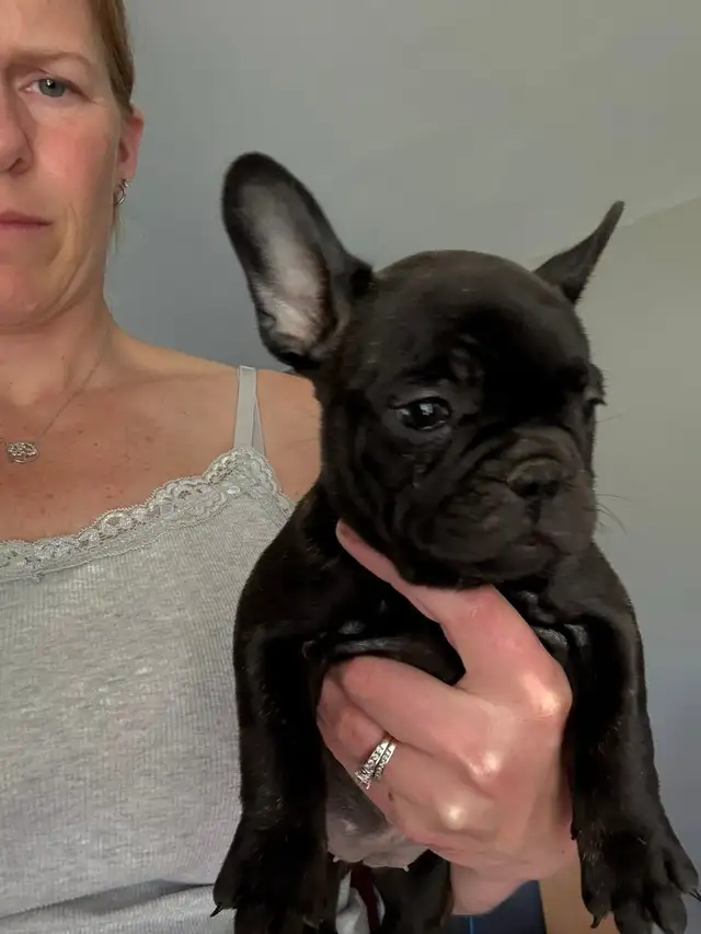 French bulldog Pups in Dogs & Puppies for Rehoming in Winnipeg - Image 8