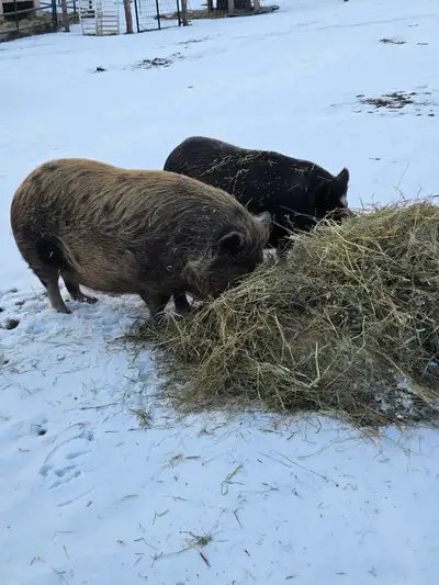 Female Kunekune is 20 months old. She's the larger one, friendly & her name is Wilma. She's never be...