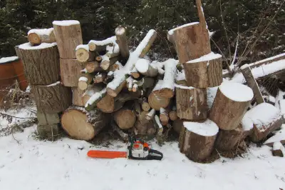 Mixed Dry firewood assorted sizes cut into approx. 3 ft logs easy to load .PICKUP TRUCK LOAD for $25...