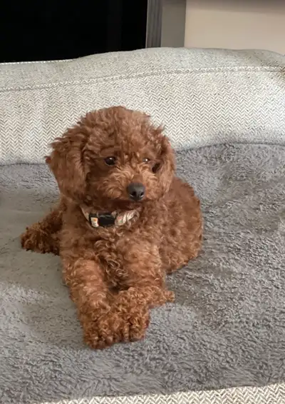 ❤️❤️ Guardian Home Needed ❤️❤️, View more