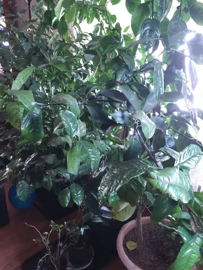 Citrus trees, View more