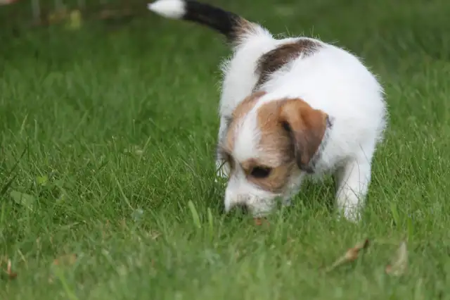 CKC REGISTERED (JACK) RUSSELL PUPPY. CHAMPION BLOODLINE in Dogs & Puppies for Rehoming in Chatham-Kent - Image 9