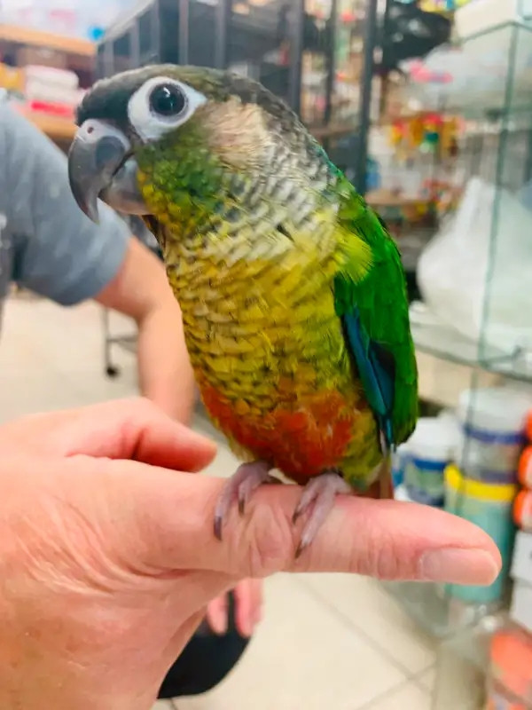 baby handfed freindly yellowside conure for sale at T T pets in Birds for Rehoming in Mississauga / Peel Region
