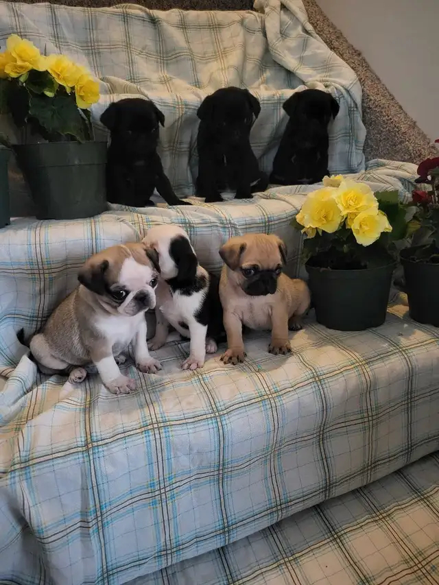 pug  puppies ! in Dogs & Puppies for Rehoming in Stratford - Image 11
