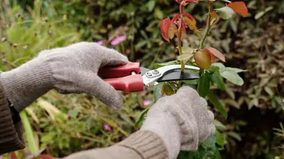 Gardening and yard cleaning, View more