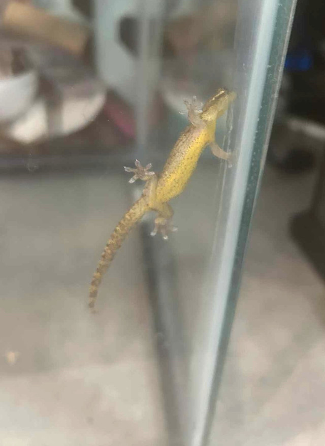Mourning Geckos ( 2 for them) in Reptiles & Amphibians for Rehoming in Oshawa / Durham Region