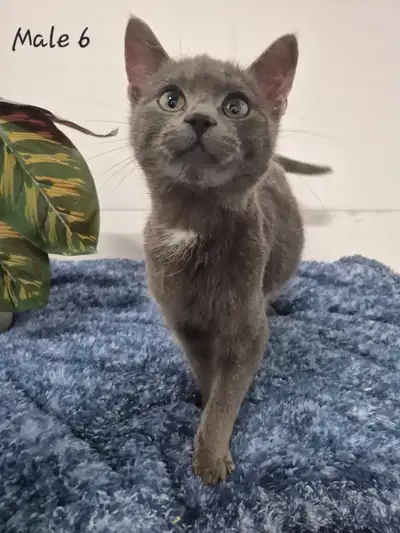 Hypoallergenic Russian Blue + Siberian Cuddly Kittens Available, View more