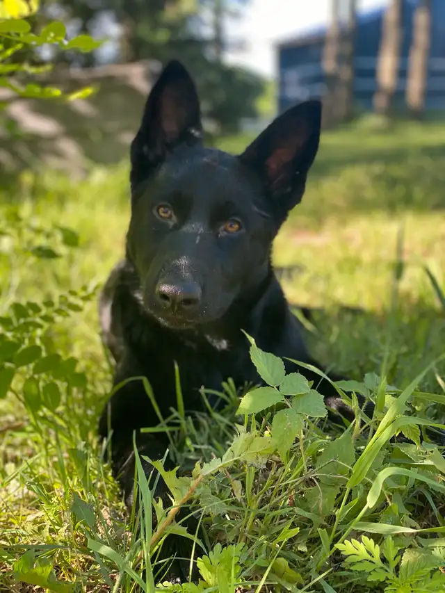 Chiot femelle berger allemand CCC / Puppy German Shepherd CKC in Dogs & Puppies for Rehoming in City of Montréal - Image 7