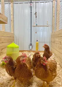 Poules pondeuses disponible dès maintenant - Ville de Québec