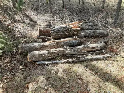 Free Firewood, View more