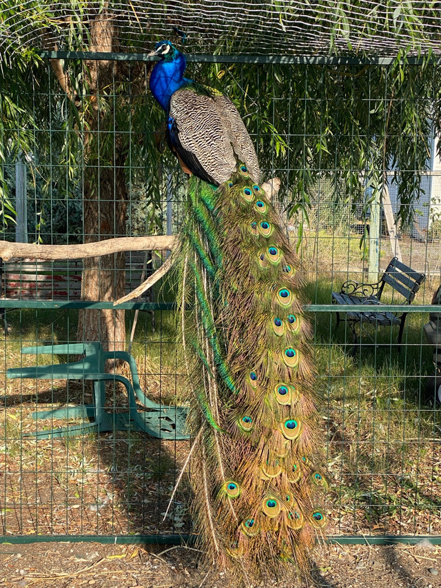 Peafowl for sale  in Livestock in Vernon