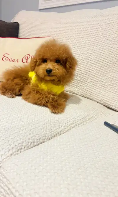 Teddy Bear tiny /toy maltipoo puppies ready for a loving home, View more