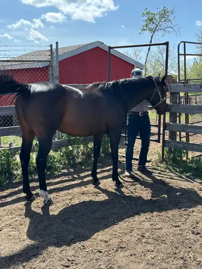 Horse for sale, View more