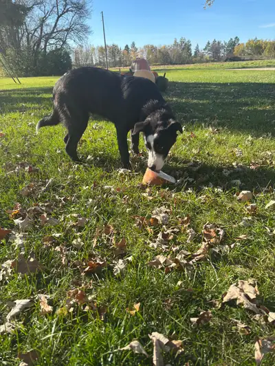 BC x looking for new farm , View more