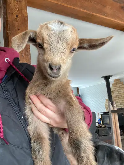 Nigerian Dwarf Mix -10 weeks old, View more