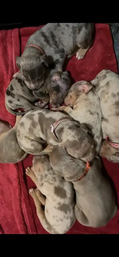 GORGEOUS PUREBRED AMERICAN PUPS, View more