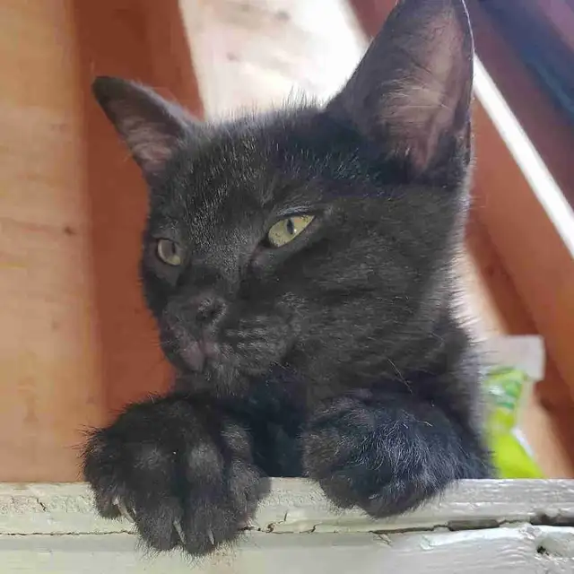 Kitten Looking for a Loving Home
