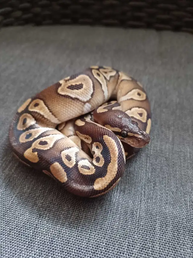 bébés pythons à vendre | Reptiles & Amphibians for Rehoming | West ...