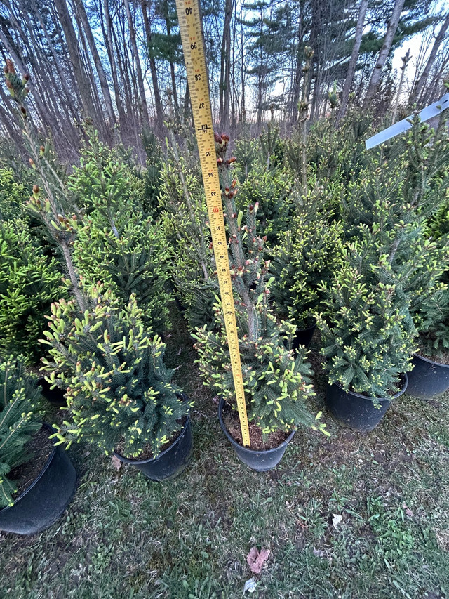 White Spruce (North Pole) 5 Gallon - $65/each  in Plants, Fertilizer & Soil in Kitchener / Waterloo - Image 3