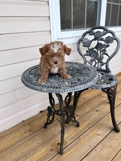 Maltipoo’s, View more