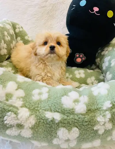 Shih tzu puppies, View more