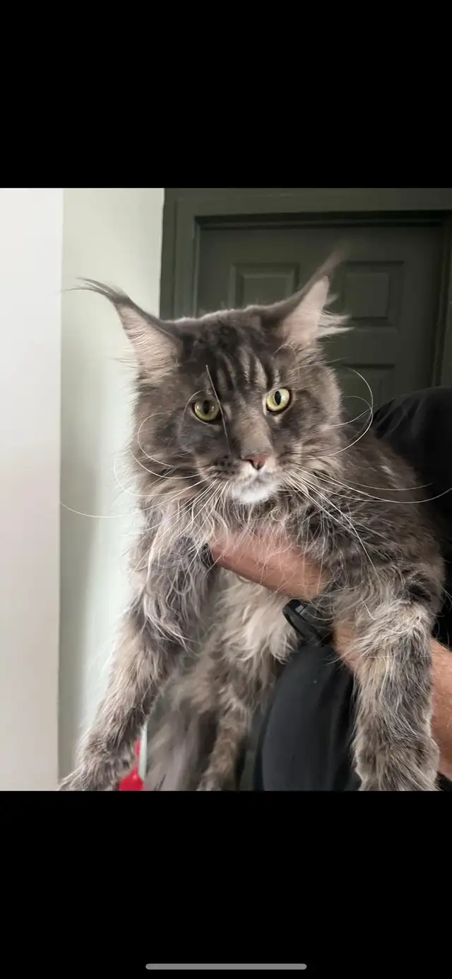 chatons mainecoon in Cats & Kittens for Rehoming in Lac-Saint-Jean - Image 11