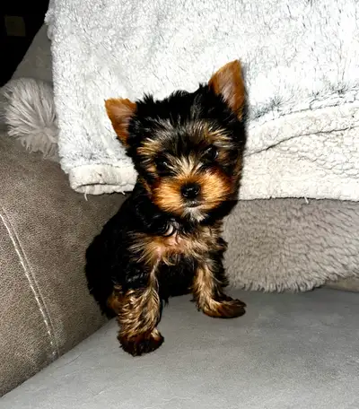 Gorgeous Yorkie  available!, View more