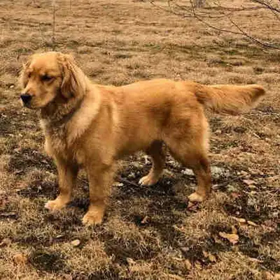 Gorgeous Purebred Golden Retrievers ., View more