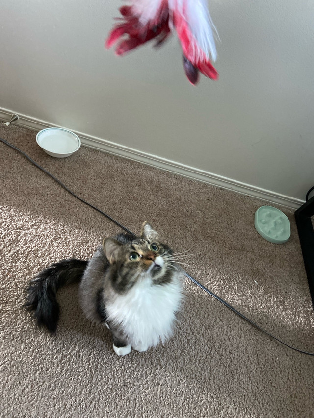 Rehoming Cat in Cats & Kittens for Rehoming in Edmonton - Image 3
