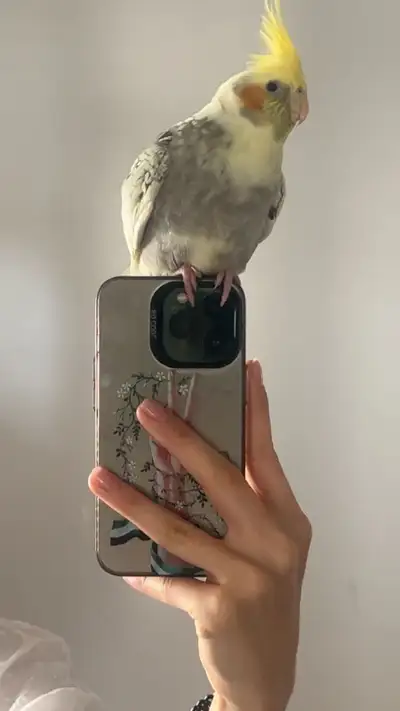 re homing cocktail bird, View more