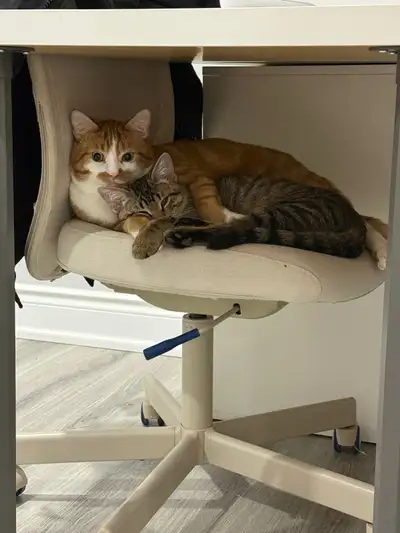 Kittens for Rehoming!, View more