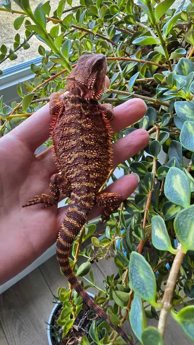 Red bearded dragon for sale!, View more