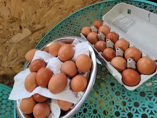 Farm Fresh Eggs544789767484887041