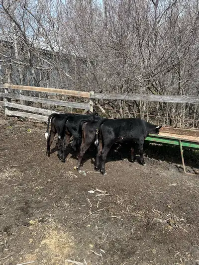 3 months old on grain and hay