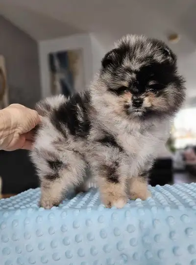 Pomeranians, View more