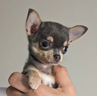 Puppy Chihuahua