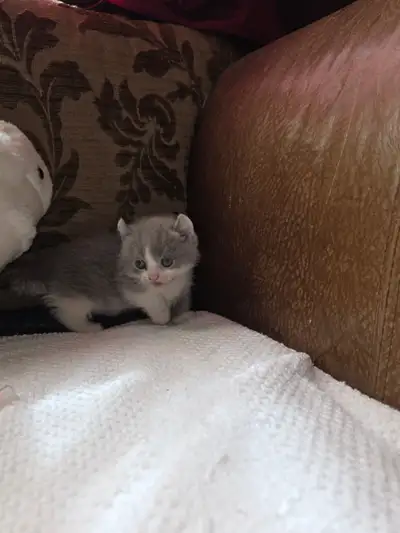 ADORABLE Munchkins Available, View more