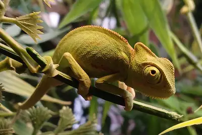 beautiful baby veiled chameleons, View more