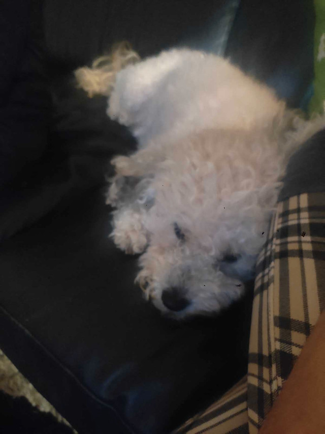 Miniature poodle ..300$ in Animal & Pet Services in City of Toronto - Image 4