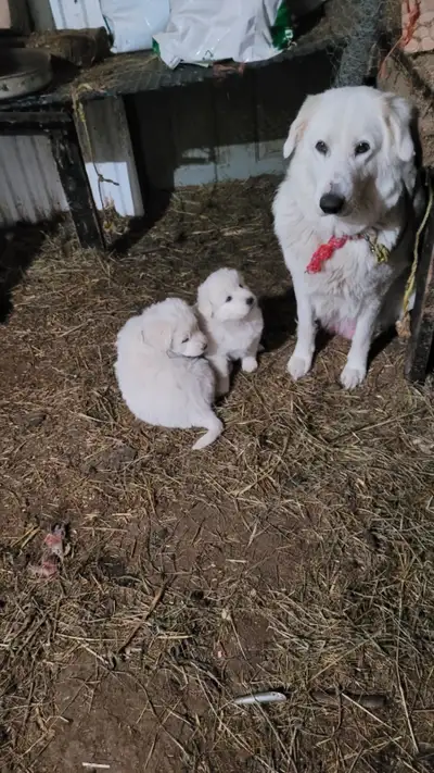 Pyrenees Puppies for sale, View more
