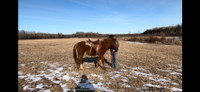 Gorgeous Gelding